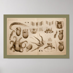 1896 Vintage Octopus Anatomie Art Print Poster