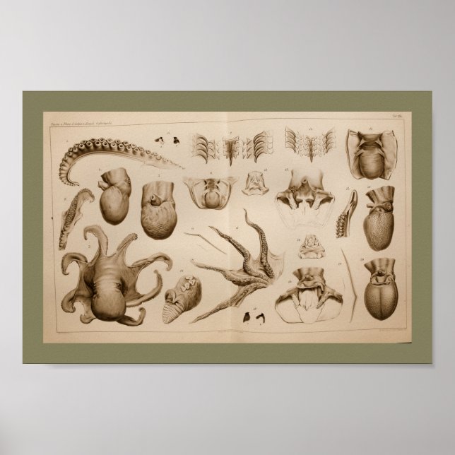 1896 Vintage Octopus Anatomie Art Print Poster (Vorne)