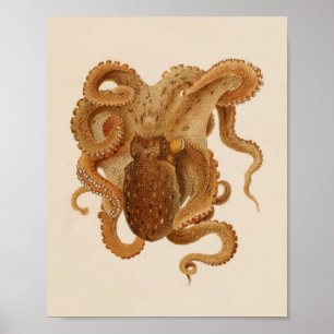 1896 Vintager Oktopus Art Print Poster