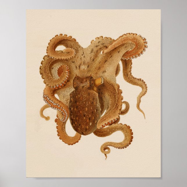 1896 Vintager Oktopus Art Print Poster (Vorne)