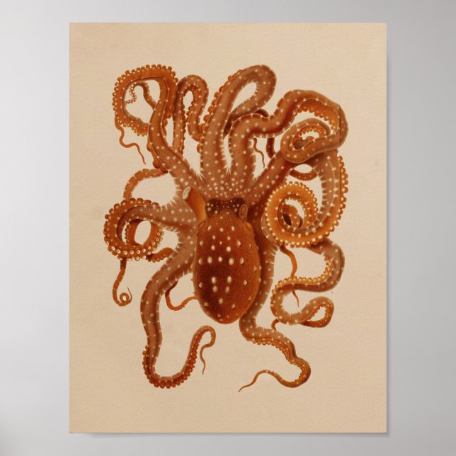 1896 Vintager Oktopus Art Print Poster (Vorne)