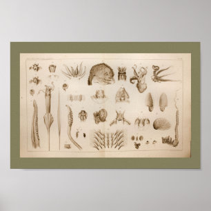 1896 Vintager Tintenfisch Octopus Anatomie Art Pri Poster