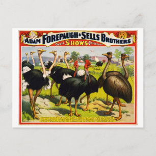 1898 Straußen-Zirkus Vintage-Plakat Postkarte