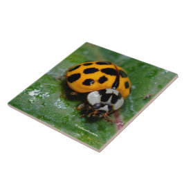18-Gepunktete Gelbe und Schwarze Ladybug Fliese