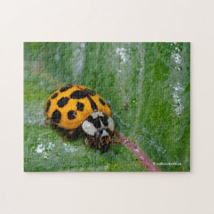 18-Gepunktete Gelbe und Schwarze Ladybug Puzzle