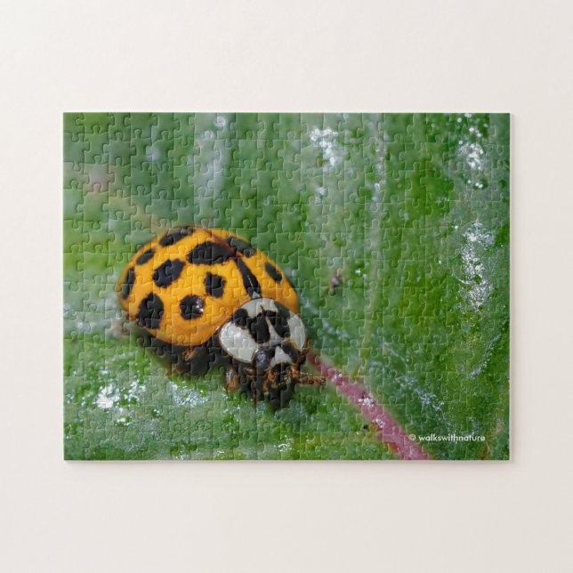 18-Gepunktete Gelbe und Schwarze Ladybug Puzzle (Horizontal)