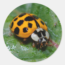 18-Gepunktete Gelbe und Schwarze Ladybug Runder Aufkleber
