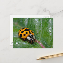 18-Gepunkteter Gelber Ladybug auf Sticky Leaf Postkarte