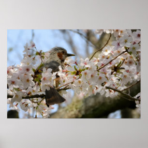 18x12 Kirschblüten-Vogel Jeju-do-Foto-Druck Poster
