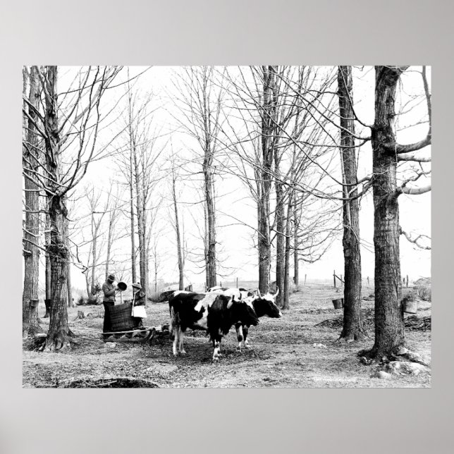 1904 Ahornzucker-Lager Vermont-Poster Poster (Vorne)