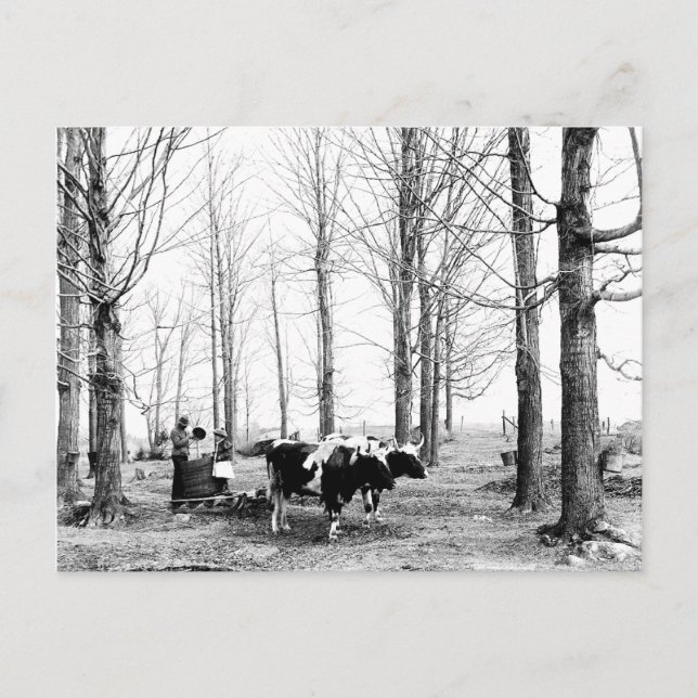 1904 Ahornzuckerlager Vermont Postkarte (Vorderseite)