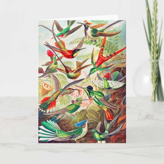 1904 Kolibris drucken Karte (Vorderseite)