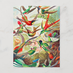 1904 Kolibris drucken Postkarte