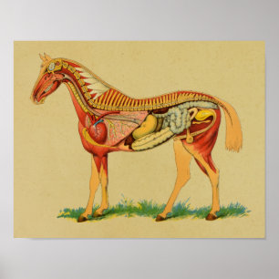 1905 Horse Anatomy Vintage Print Poster