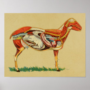 1905 Schaf Anatomie mit Lamm Vintage Druck Poster