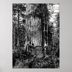 1910 STANLEY PARK CANADA LOGGERS POSTER