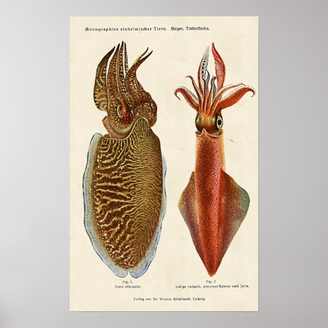 1913 Sepia und Octopus Poster (Vorne)