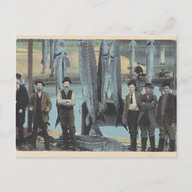 1914 Sturgeon Postcard - Sturgeon Catch Postkarte (Vorderseite)