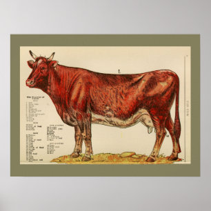 1917 Vintage Anatomie-Chart einer Kuh Poster
