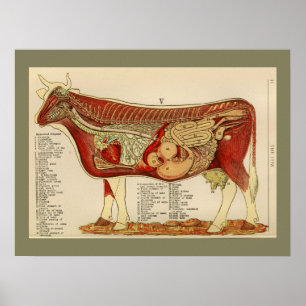 1917 Vintage Cow Internal Anatomy Chart Poster