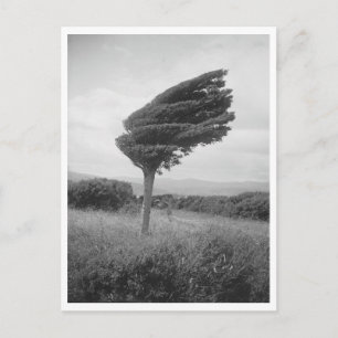 1920 Totara-Baum Long Point Neuseeland Foto-Reprod Postkarte