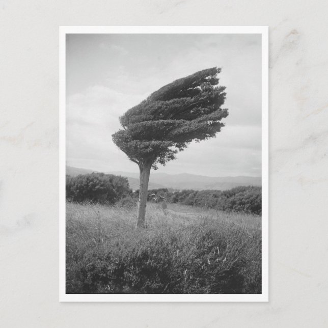 1920 Totara-Baum Long Point Neuseeland Foto-Reprod Postkarte (Vorderseite)