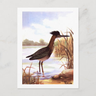 1926 Vintage TODHUNTER BIRDS "GRÜNER REIHER" signi Postkarte
