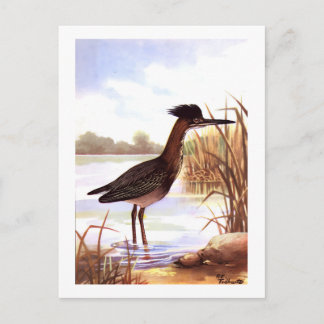 1926 Vintage TODHUNTER BIRDS "GRÜNER REIHER" signi Postkarte