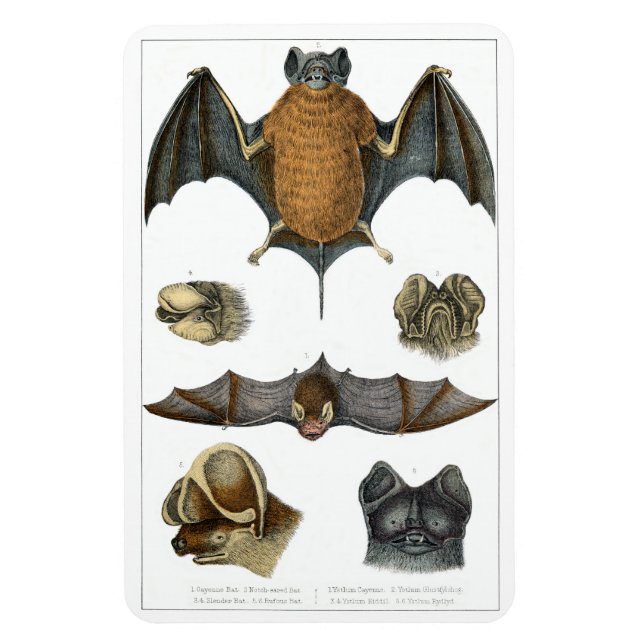 19. C. Bat Print Magnet (Vertikal)