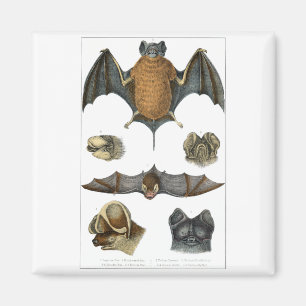 19. C. Bat Print Magnet