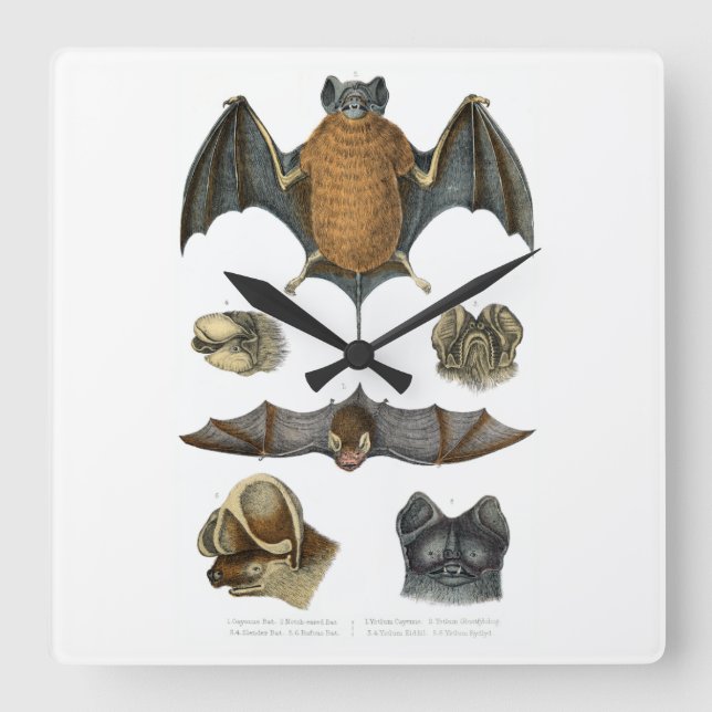19. C. Bat Print Quadratische Wanduhr (Vorderseite)