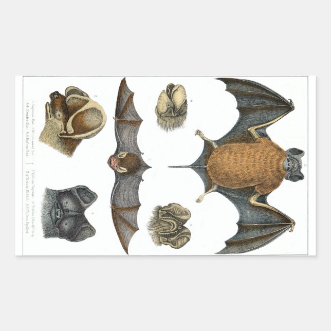 19. C. Bat Print Rechteckiger Aufkleber (Vorderseite)