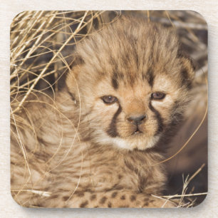 19 Days old Cub. Namibia Getränkeuntersetzer