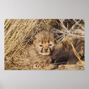 19 Days old Cub. Namibia Poster