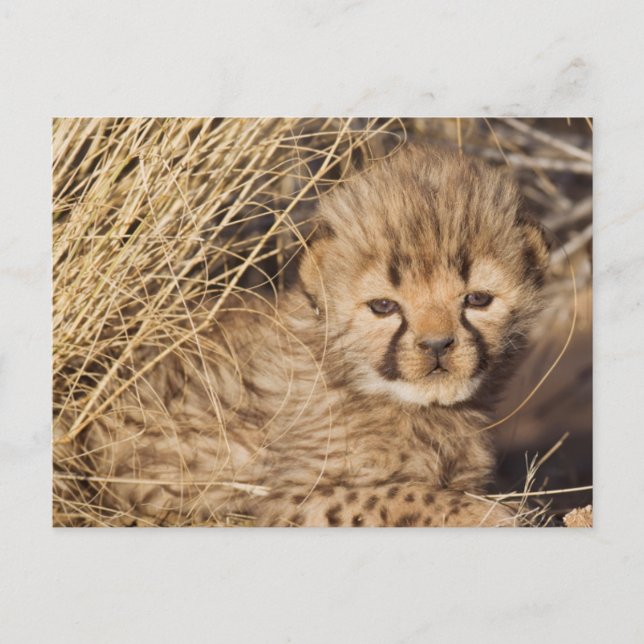 19 Days old Cub. Namibia Postkarte (Vorderseite)
