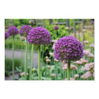 19"x13" Allium Fotodruck