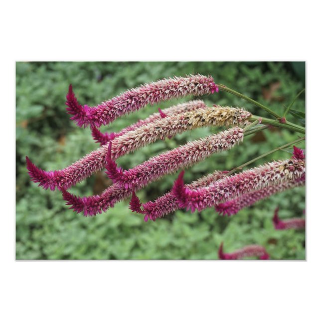 19"x13" Celosia Fotodruck (Vorne)