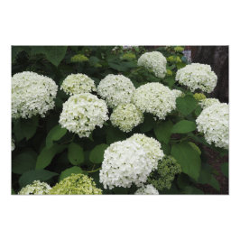 19"x13" Glatte Hortensie Fotodruck