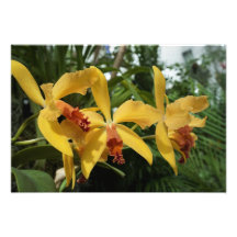 19"x13" Goldene Orchideen