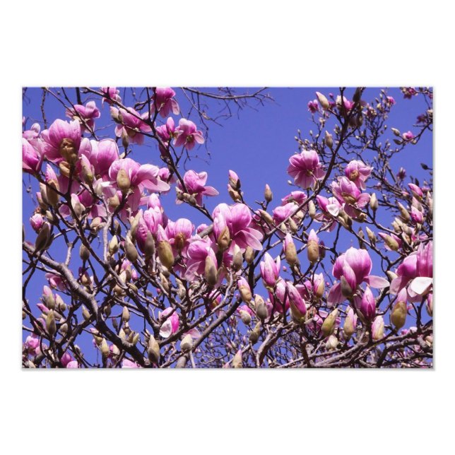 19"x13" Rosa Magnolia Fotodruck (Vorne)