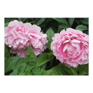 19 "x13" Rosa Peonies Fotodruck