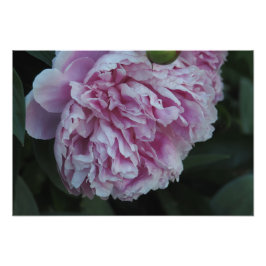 19"x13" Rosa Pfingstrose Fotodruck