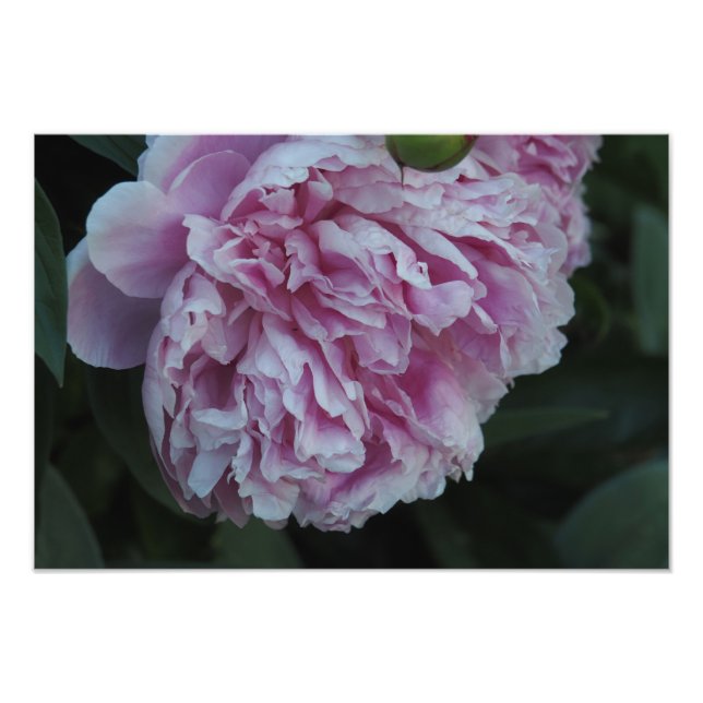 19"x13" Rosa Pfingstrose Fotodruck (Vorne)