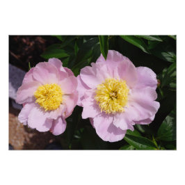19"x13" Rosa Pfingstrosen Fotodruck