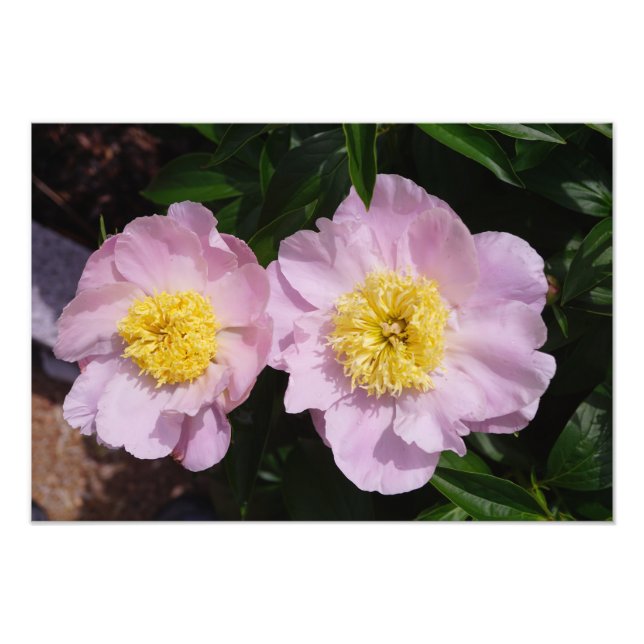 19"x13" Rosa Pfingstrosen Fotodruck (Vorne)