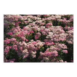 19"x13" Rosa Schafgarbe Fotodruck
