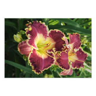 19"x13" Rote Taglilien Fotodruck