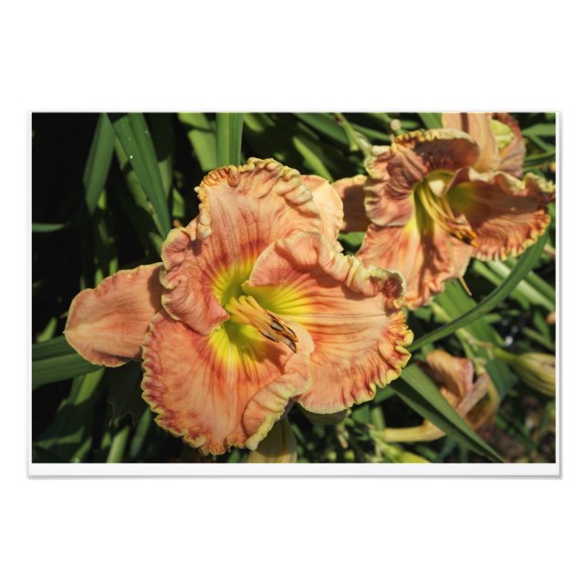 19"x13" Taglilien Fotodruck (Vorne)