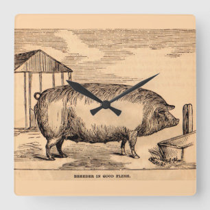 19th century pig print ‘Breeder in Good Flesh’ Quadratische Wanduhr