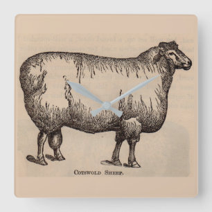 19th century print Cotswold sheep Quadratische Wanduhr